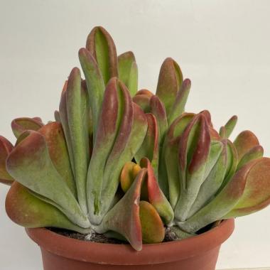 Kalanchoe oricula 